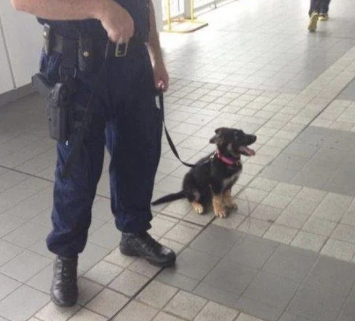 tiny puppy police dog next to his handler